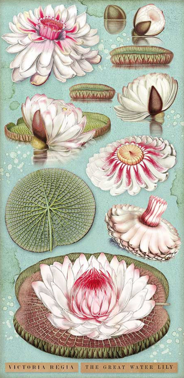 Stamperia Coleccionables 6” x 12” Amazonia