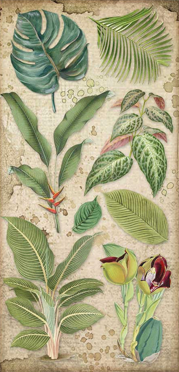 Stamperia Coleccionables 6” x 12” Amazonia