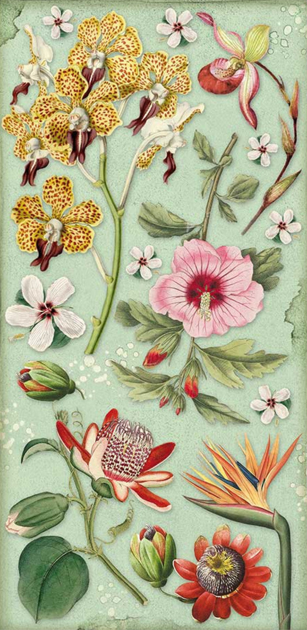 Stamperia Coleccionables 6” x 12” Amazonia