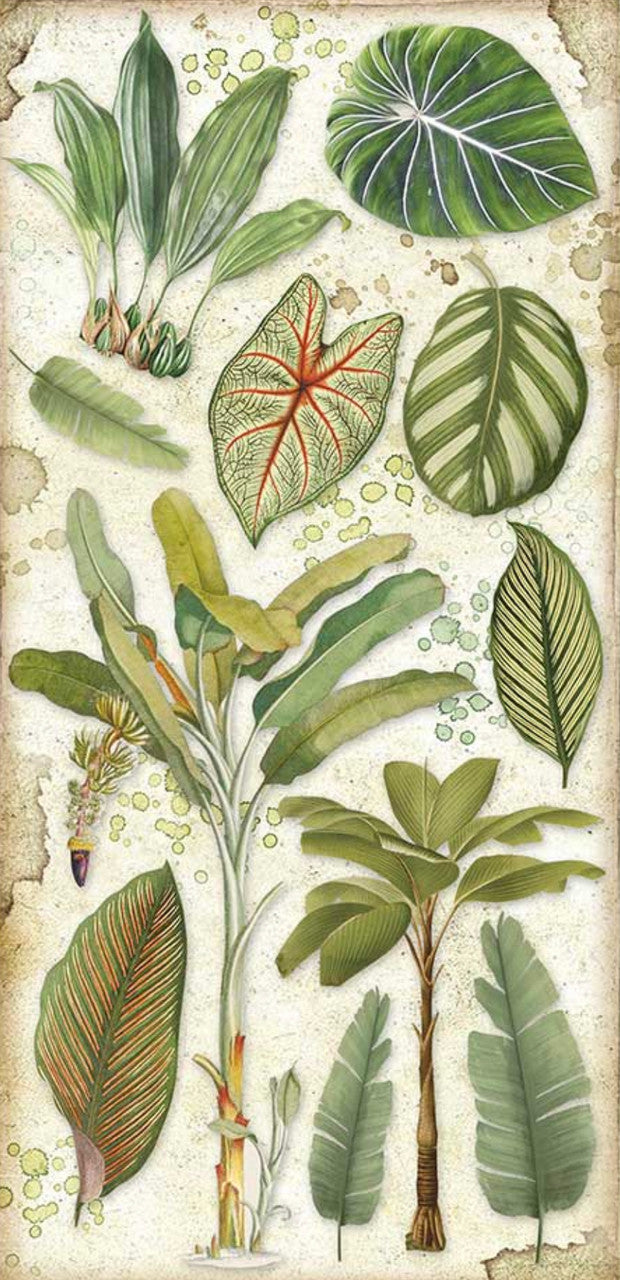 Stamperia Coleccionables 6” x 12” Amazonia