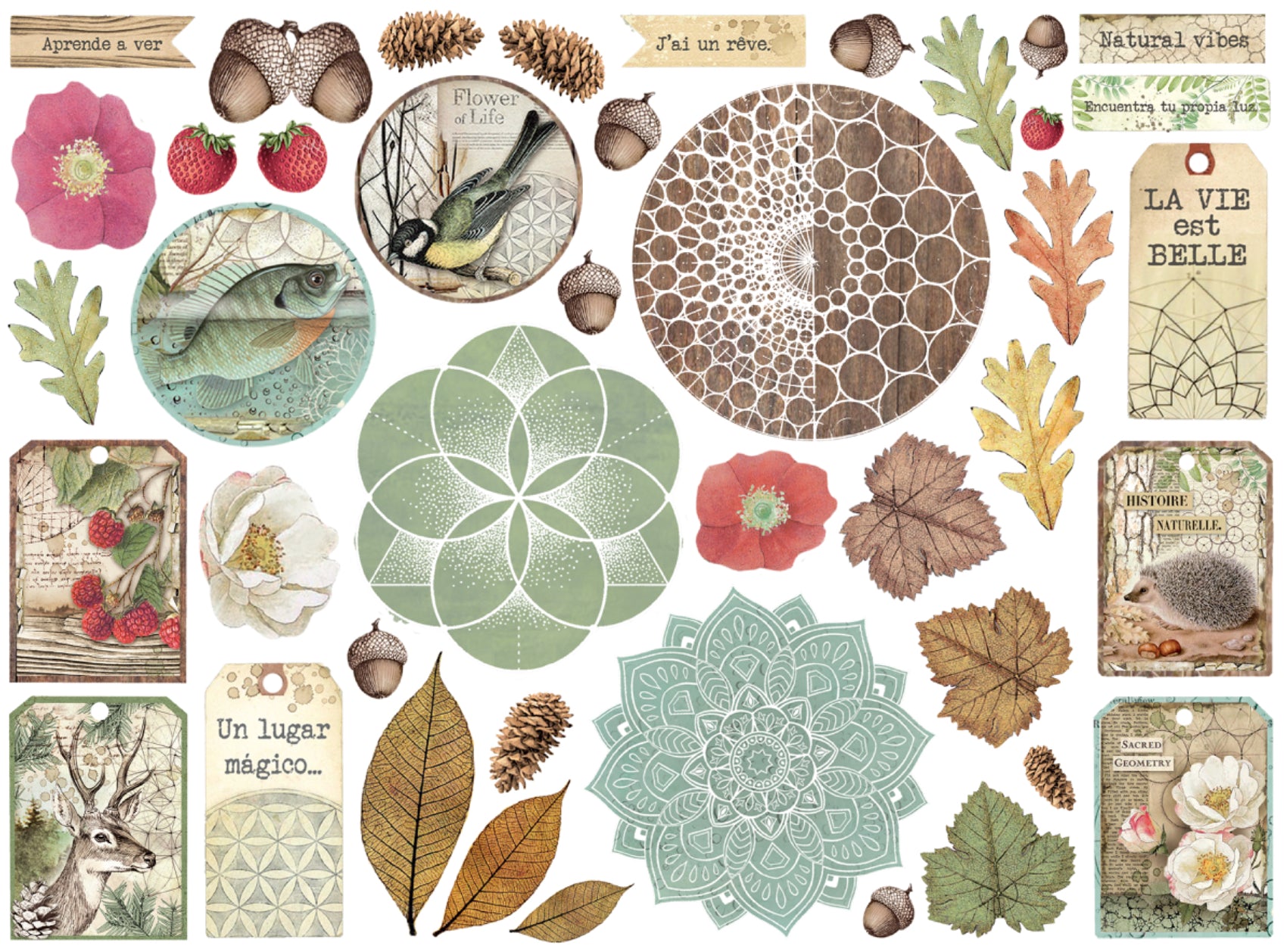 Stamperia Forest Die Cuts